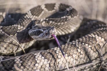Rattlesnakes are very common in Colorado.