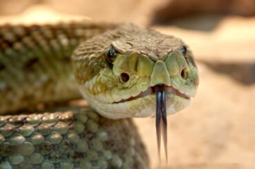 There are various dangerous snakes in Texas that you should watch out for.