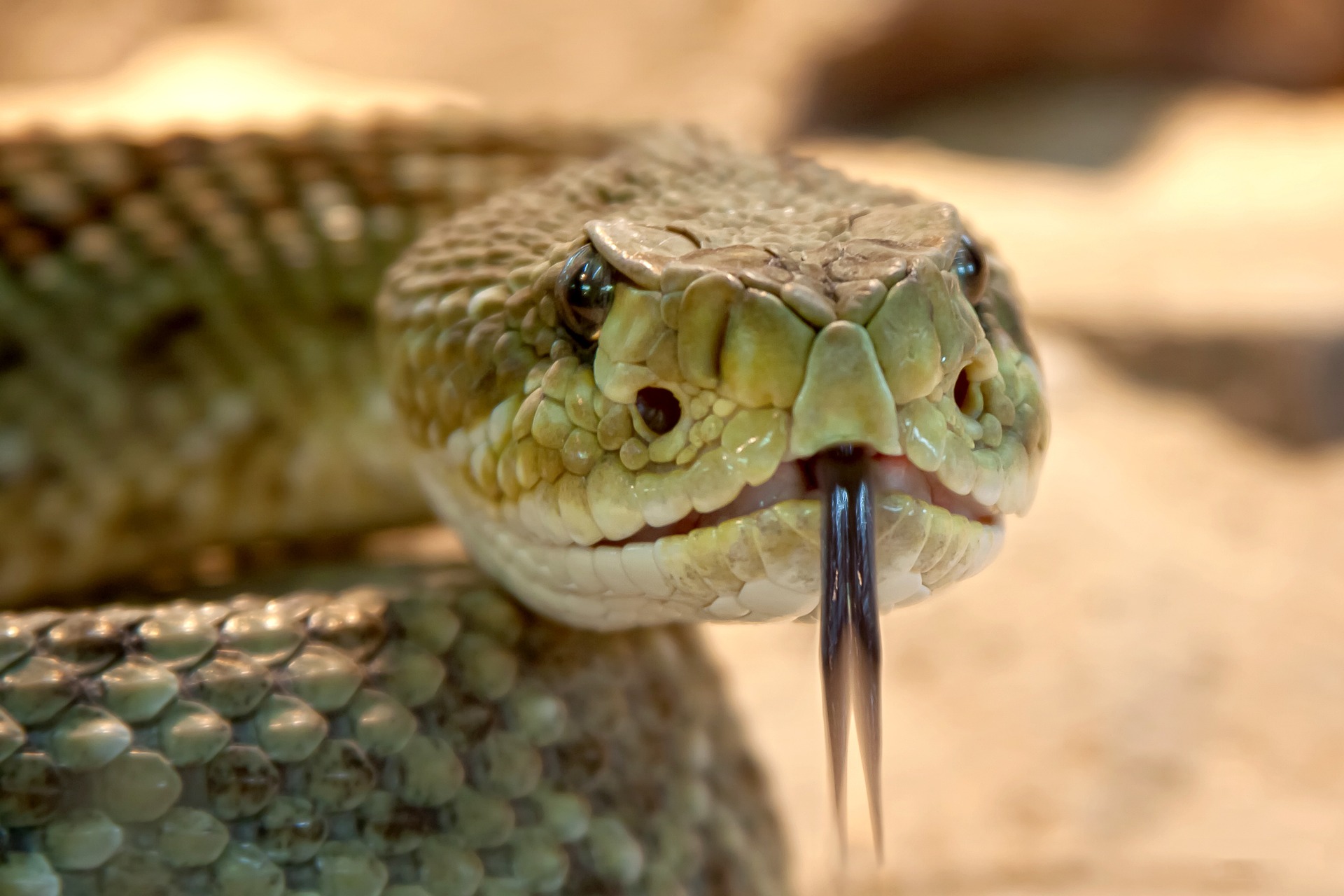 There are various dangerous snakes in Texas that you should watch out for.