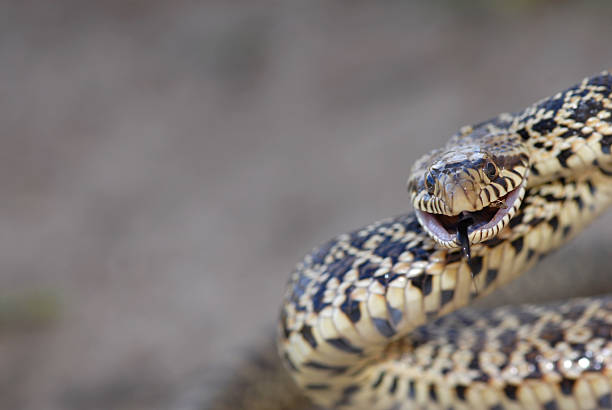 Bull snakes are prevalent in Minnesota.