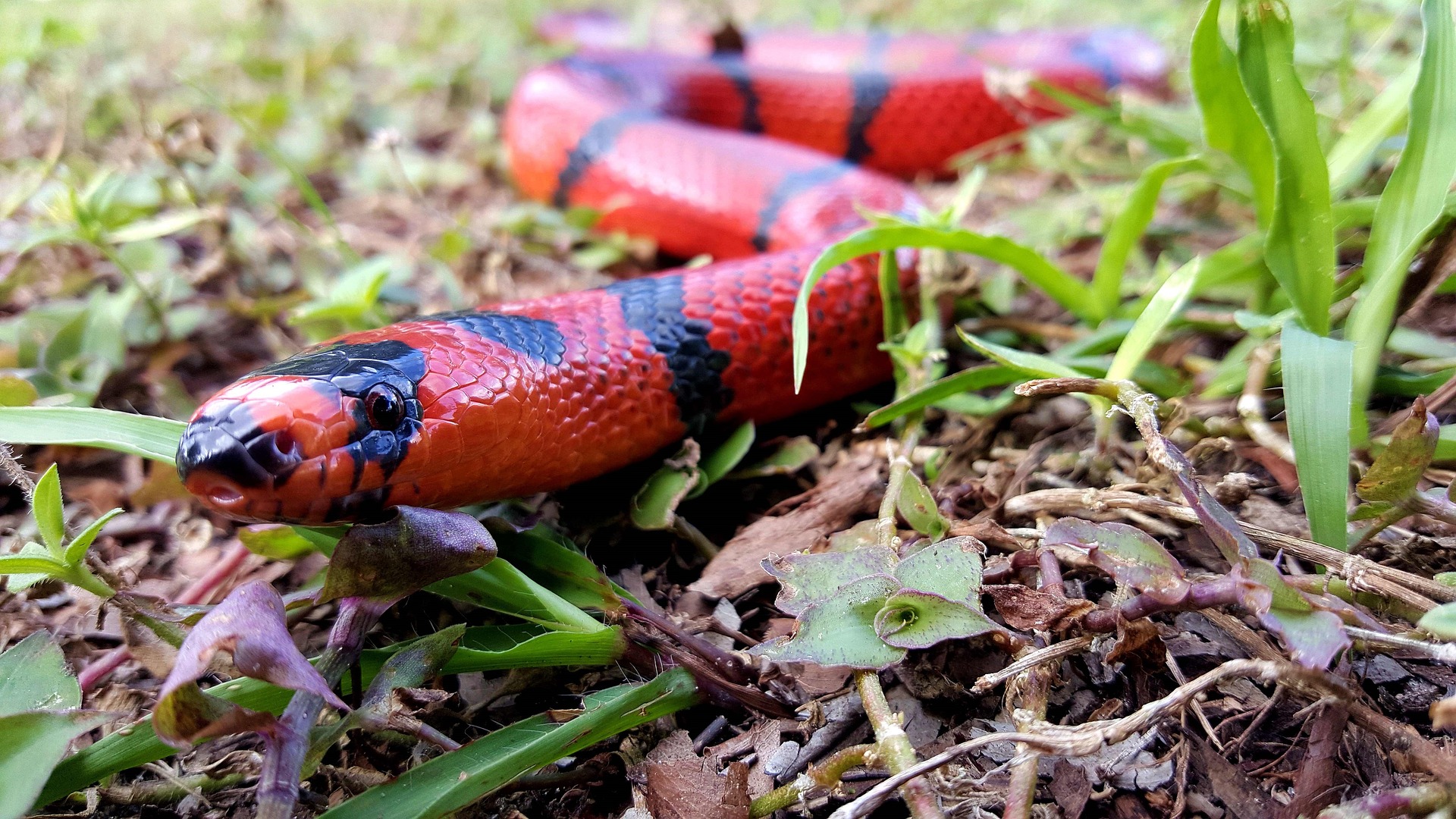 Learn all about the snakes in Nebraska to prepare for its vast outdoors!