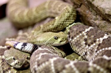 Rattlesnake is one of the snakes to avoid when you are in Oregon.