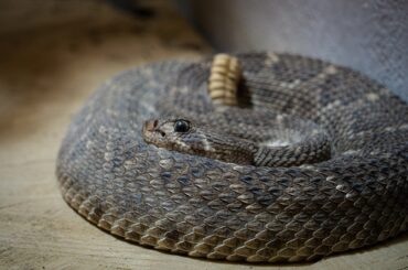 Rattlesnake is one of the most dangerous snakes that you can encounter in Utah.
