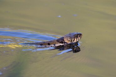 Let's learn all about the water snakes in North Carolina!
