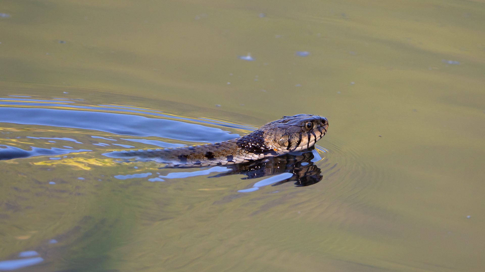 Let's learn all about the water snakes in North Carolina!