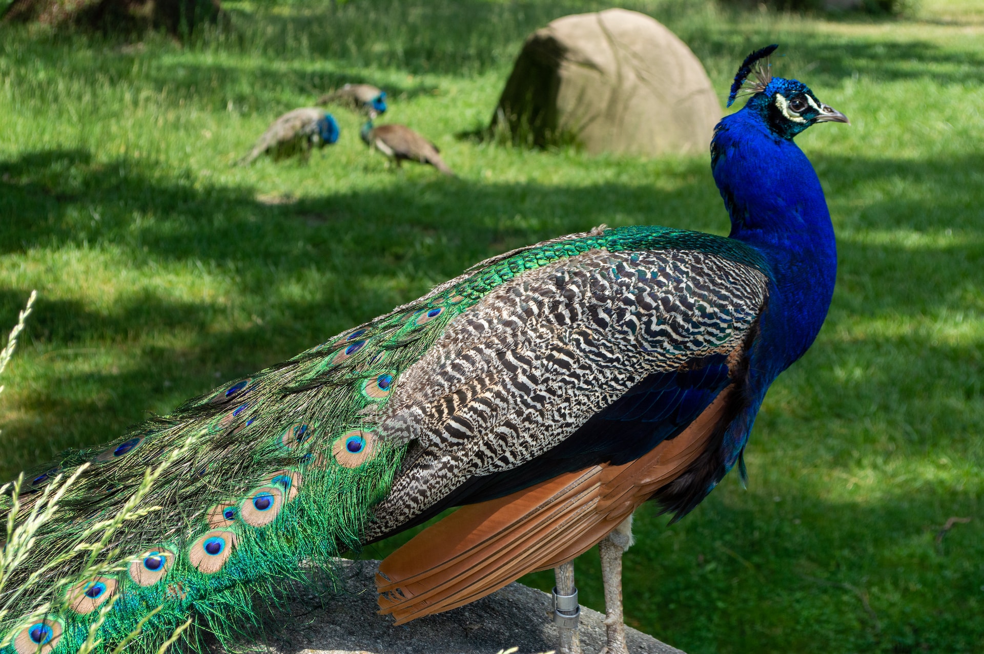 A peacock in the Detroit Zoo.