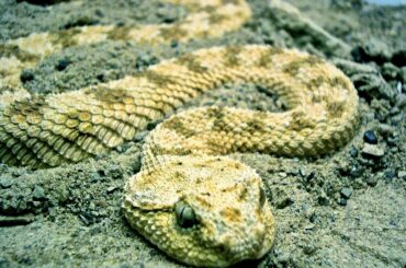 Rattlesnakes can be found around in Kansas.