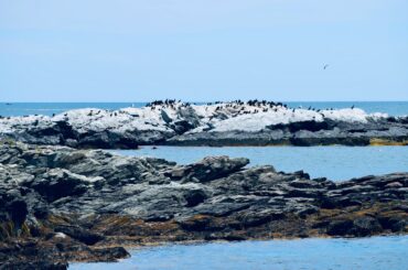 A flock of birds in Rhode Island.