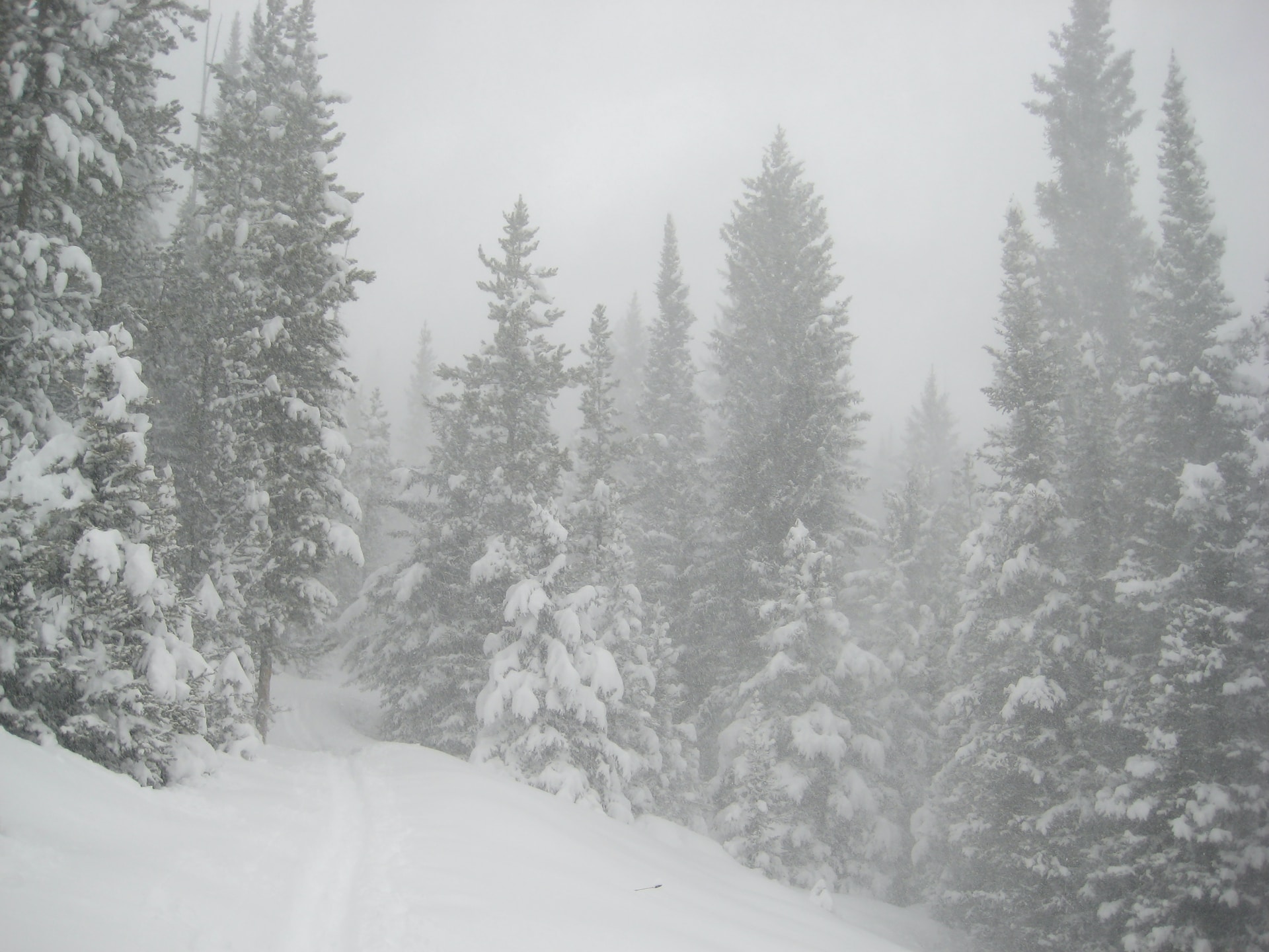 Snowy woods in Montana