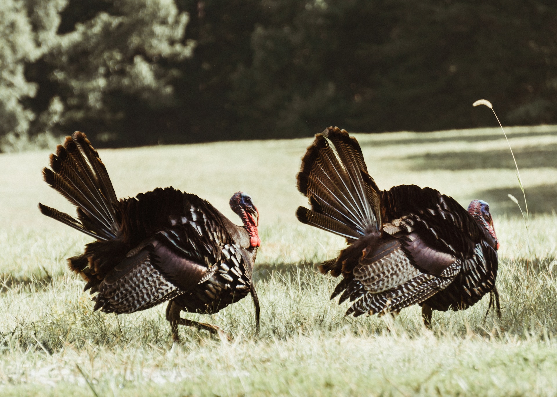 Wild turkey is a holiday staple in Kentucky.