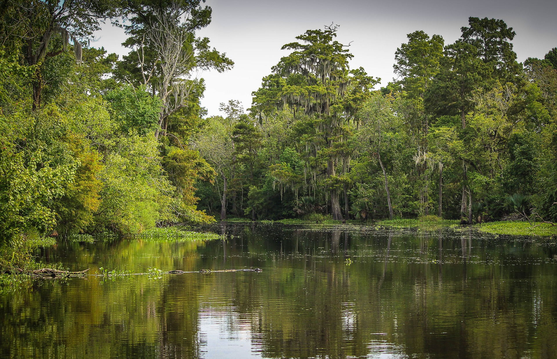A tranquil bayou in Louisiana