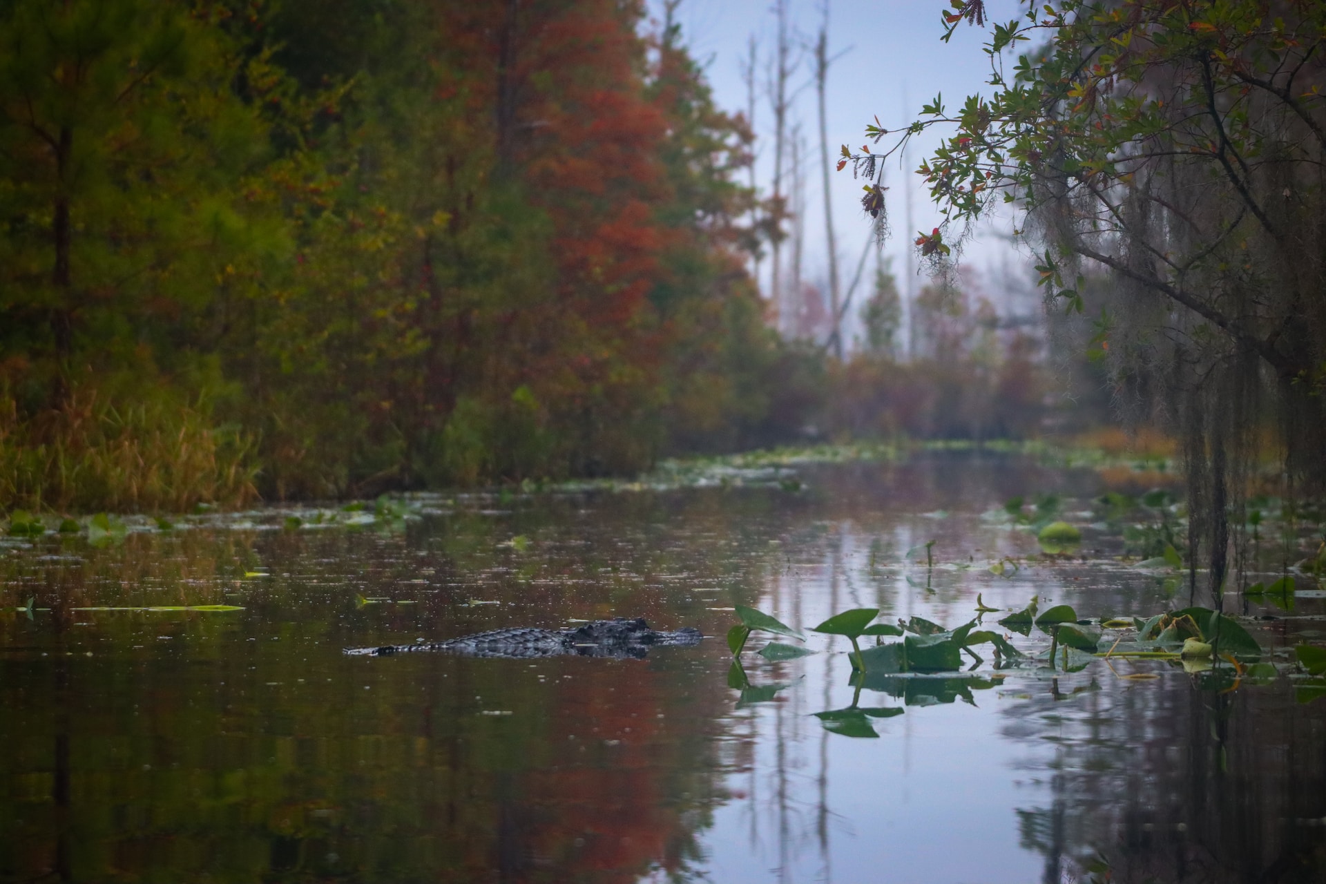 Okefenokee Swamp during the day.