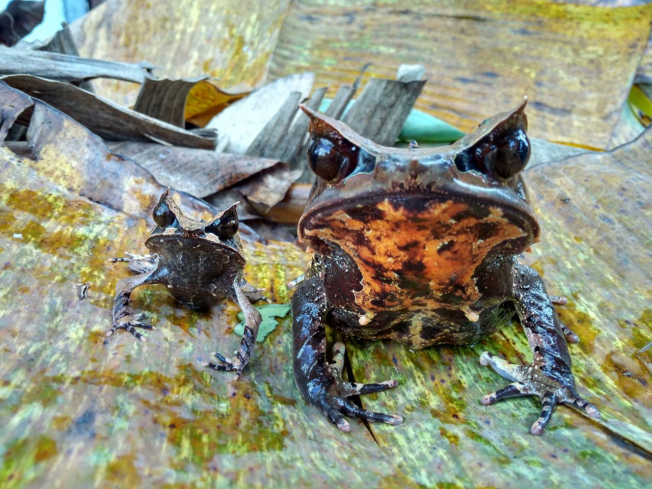 Borneo Horned Frog