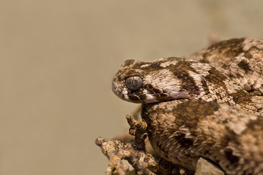 Indian saw-scaled viper