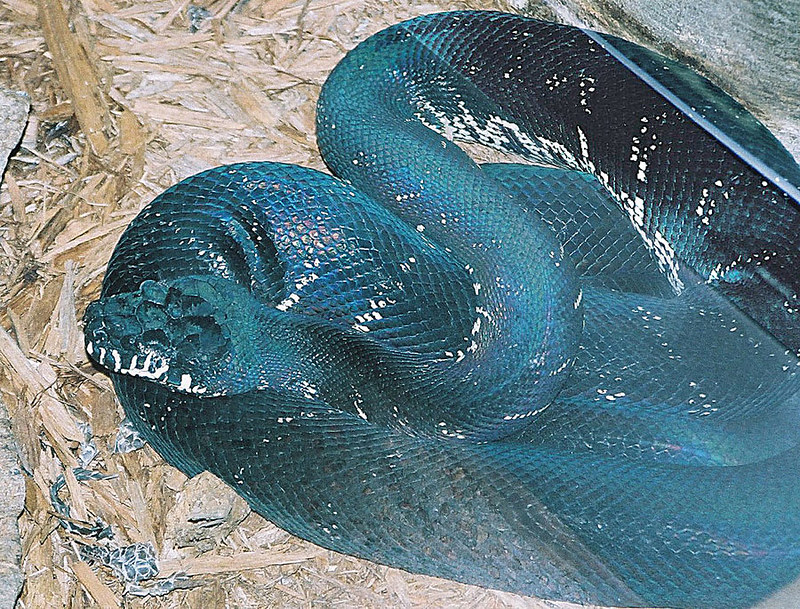 Papuan Black Snake