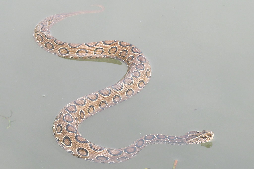 Russell’s Viper Snake