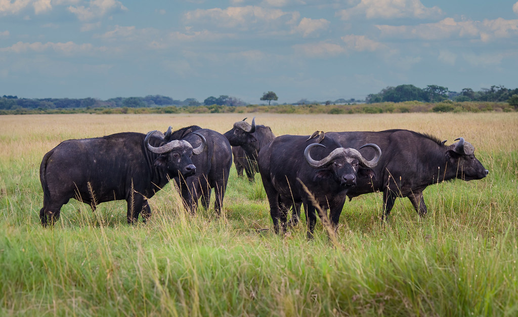 West African Buffalo