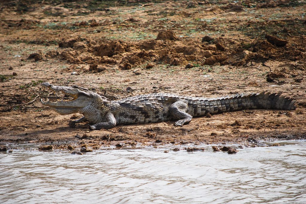 West African Crocodile