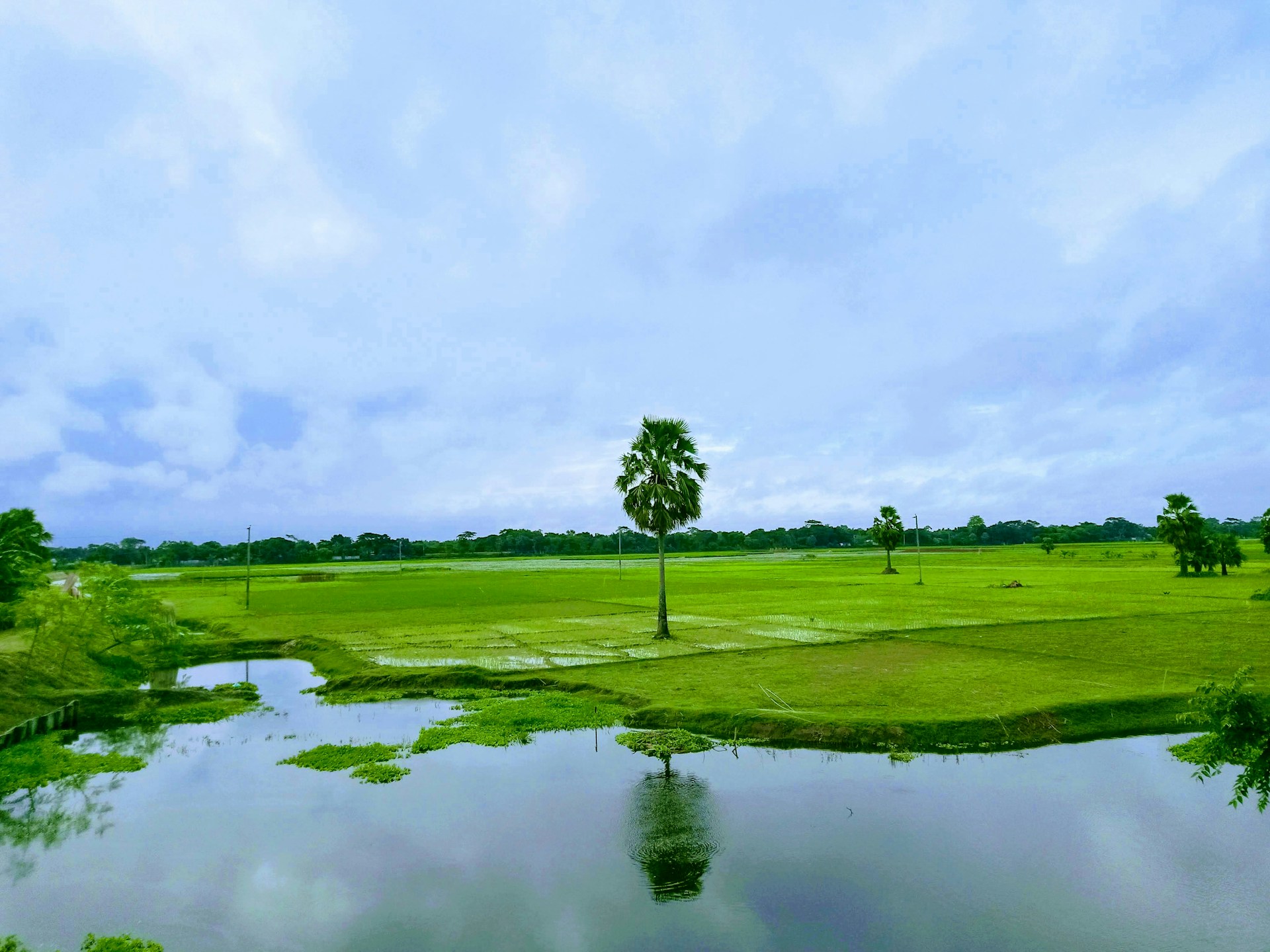 A green field in Bangladesh