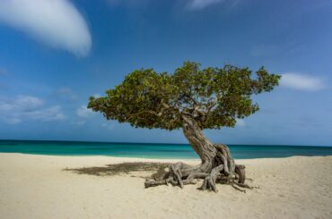 Divi Divi Tree in Aruba