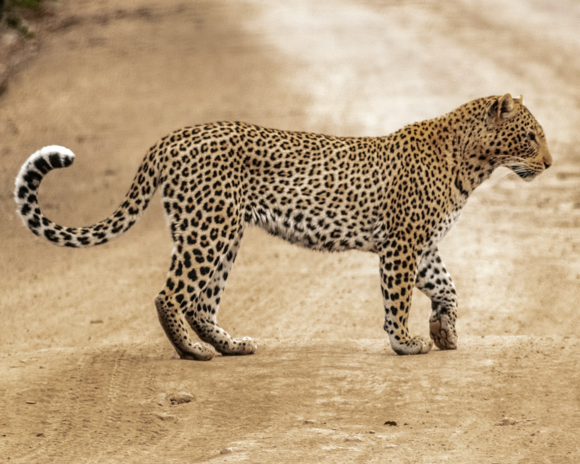 A female leopard