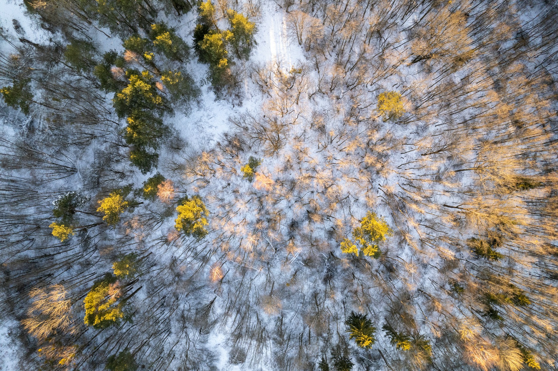 A shot of the forest in Lithuania with a drone