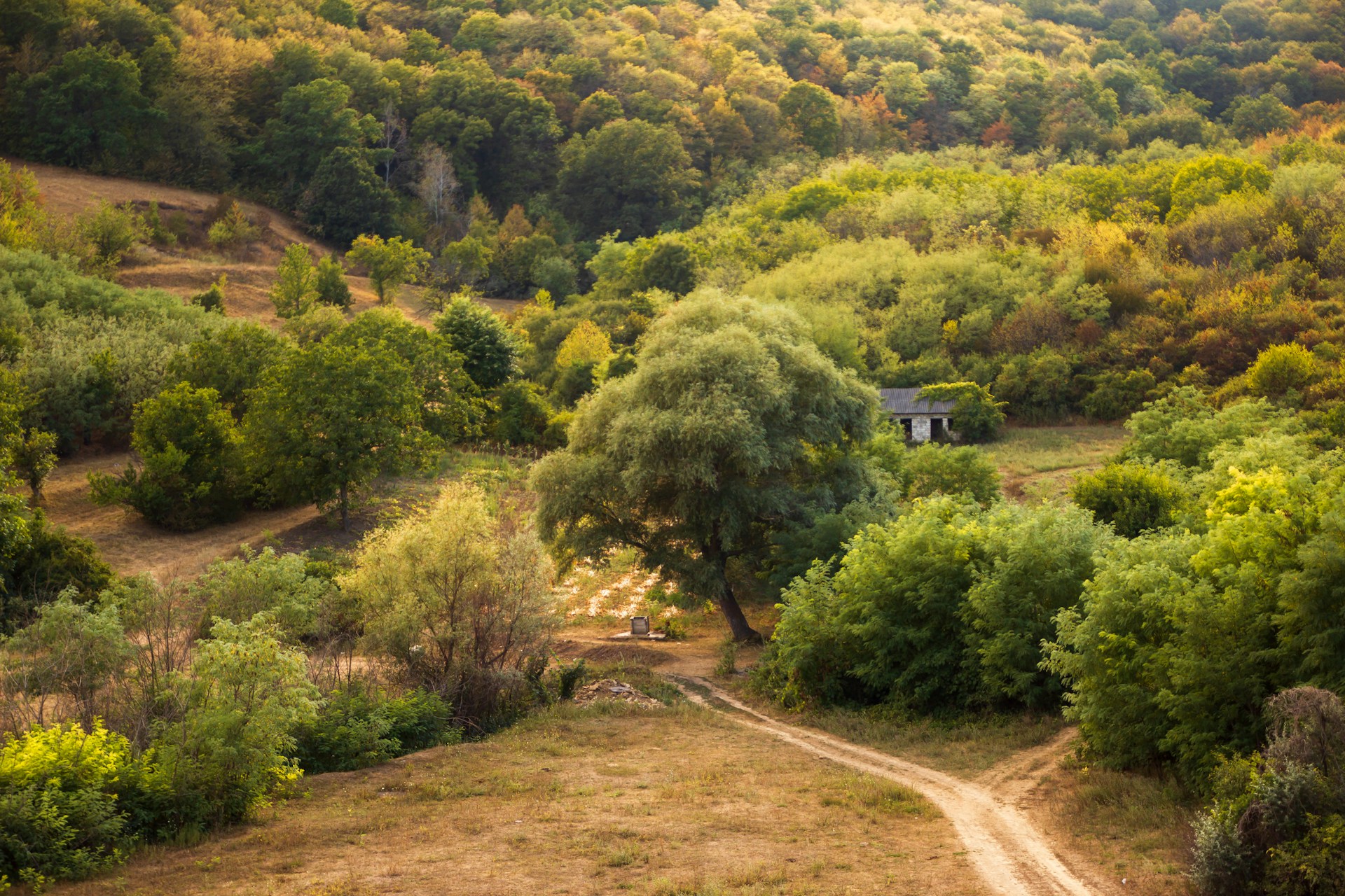 A forest in Moldova