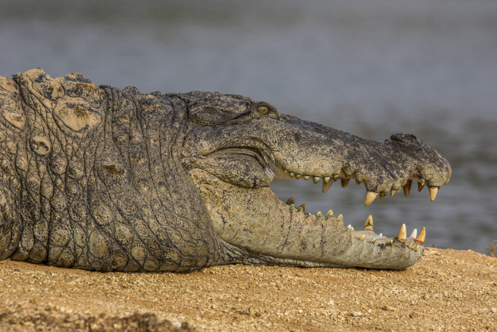 mugger crocodile