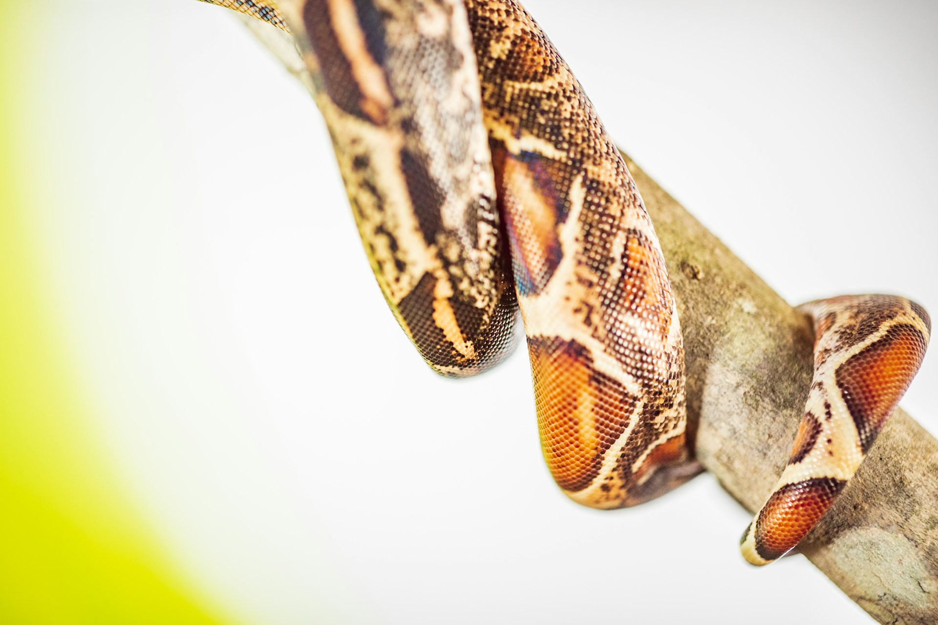 Red-tailed boa