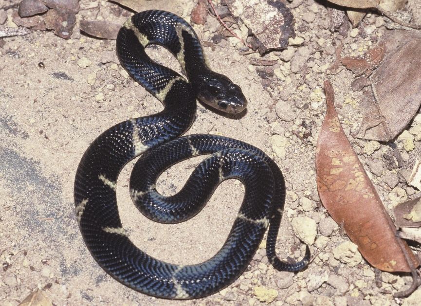 Sumatran Cobra
