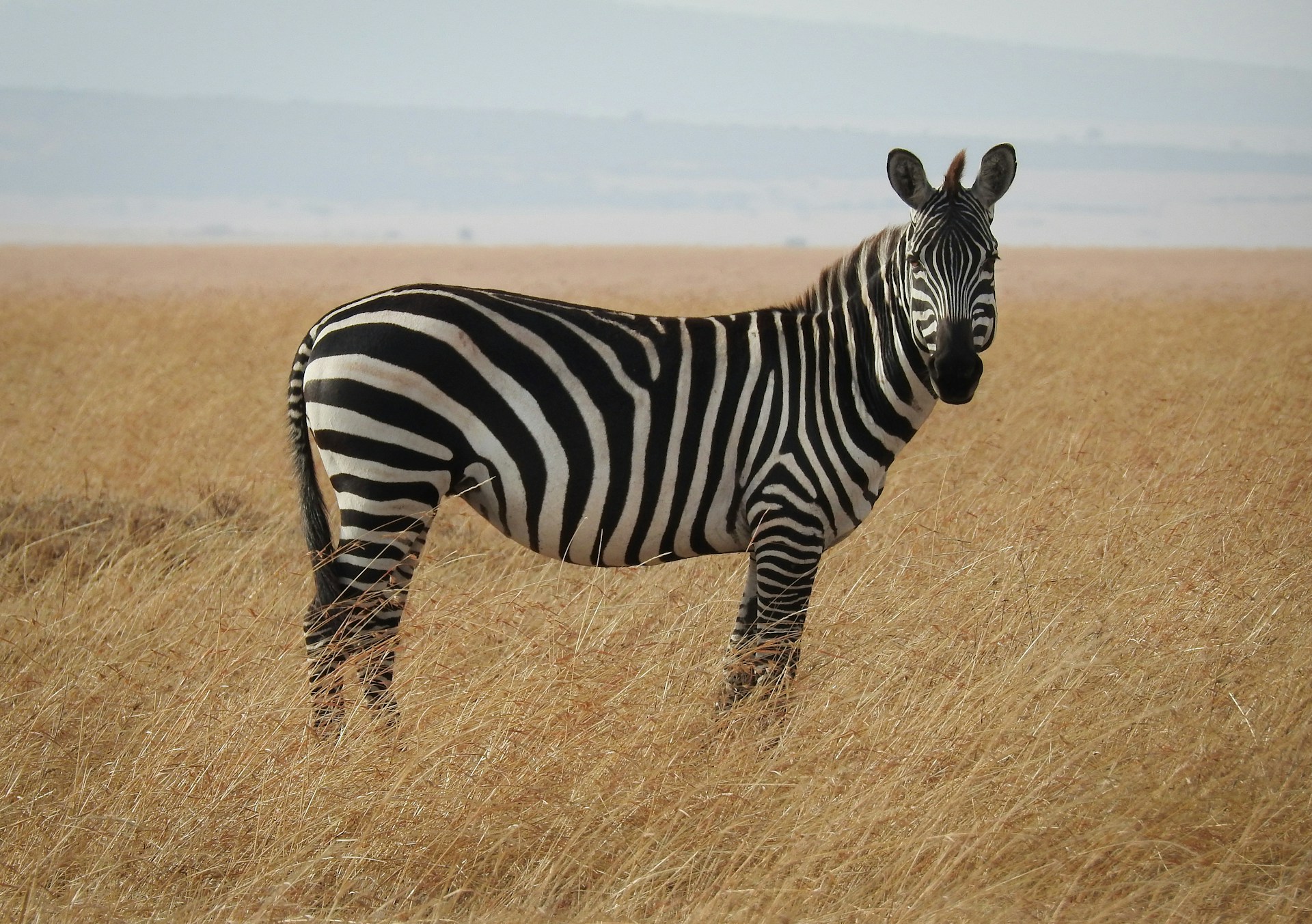 Zebra in a savanna