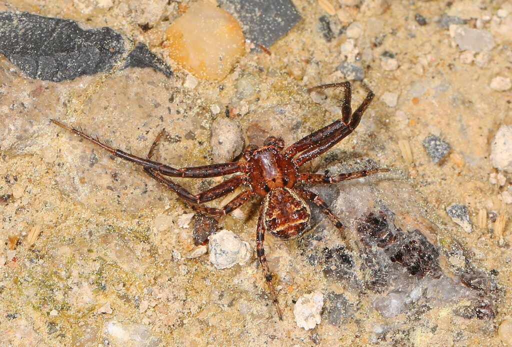 Deadly Ground Crab Spider