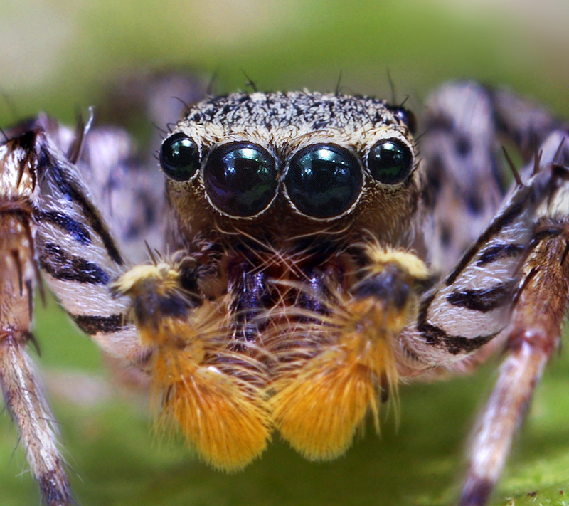 Dimorphic Jumping Spider