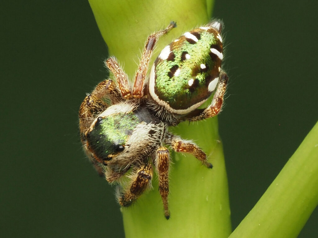 Emerald Jumping Spider