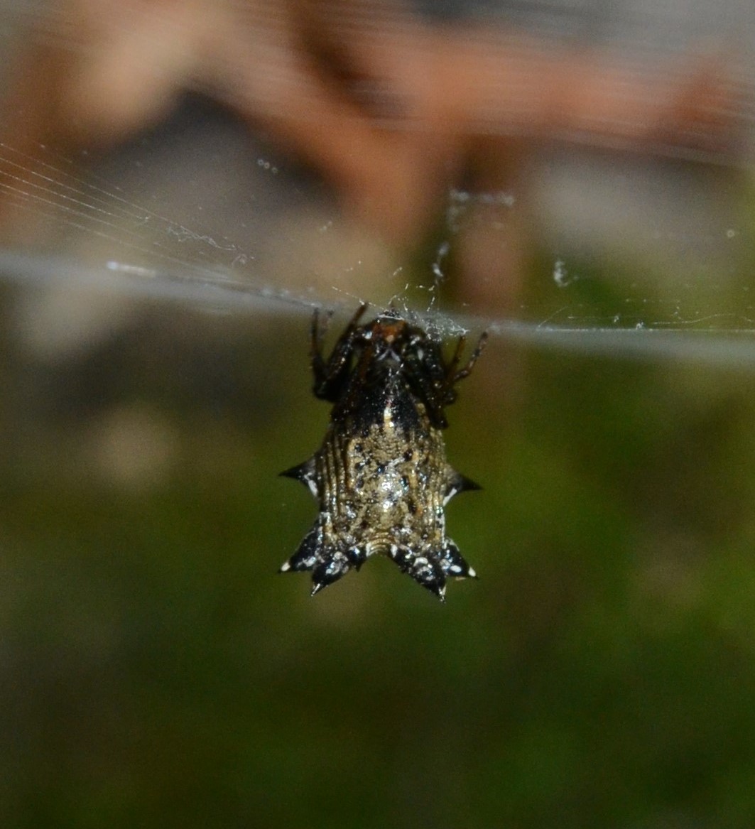 Spined Micrathena Spider