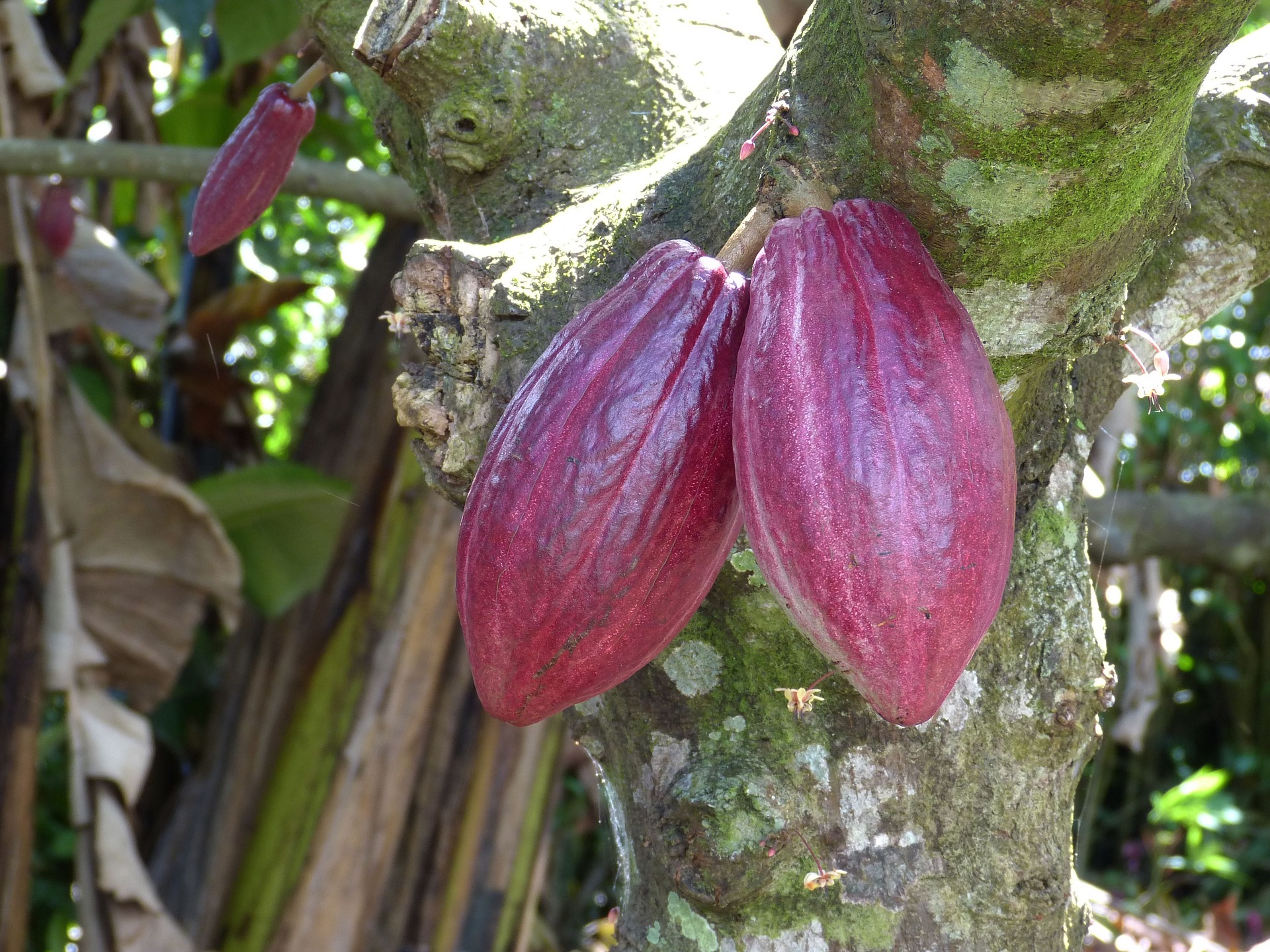 Cocoa tree in Costa Rica