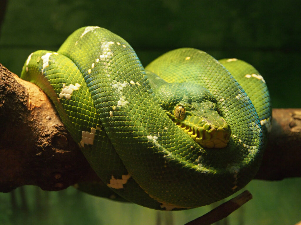 Grenada Tree Boa Snake