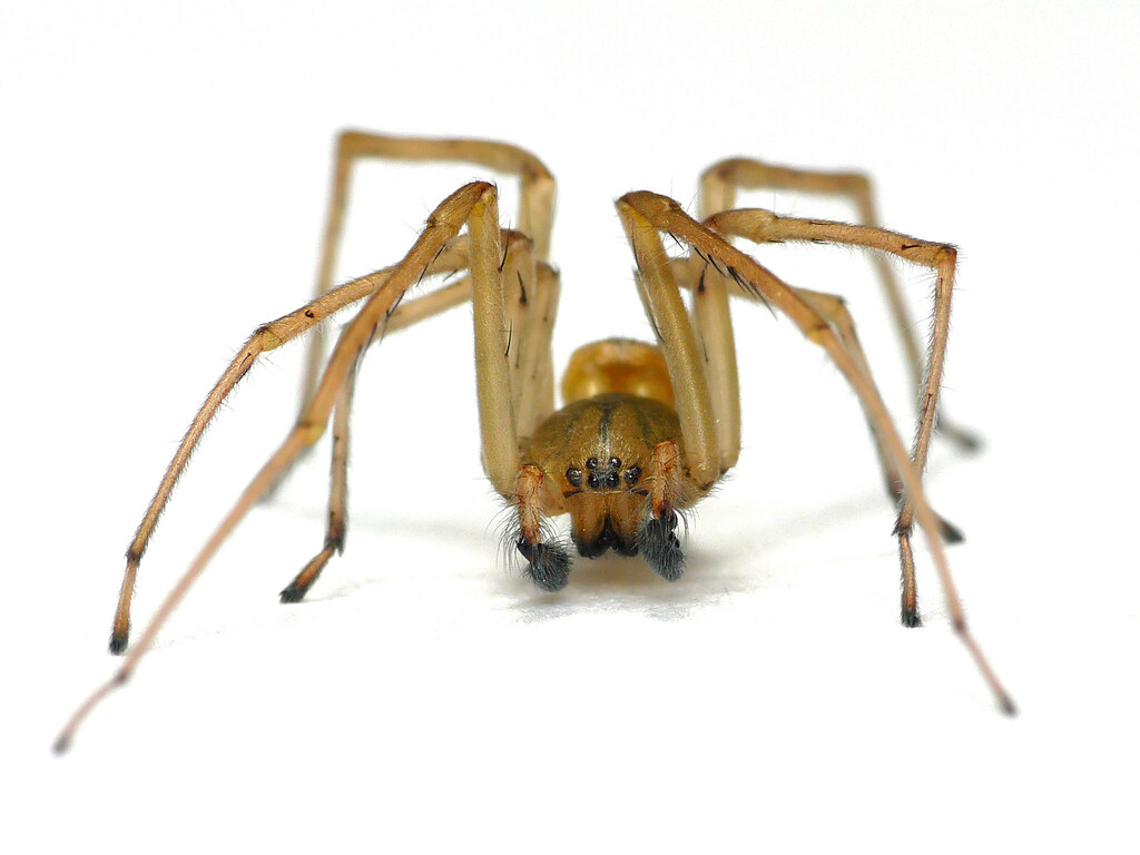 Long-Legged Sac Spider