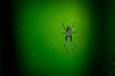 A patient spider.
