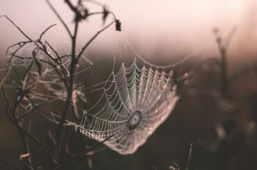 Spider web in winter