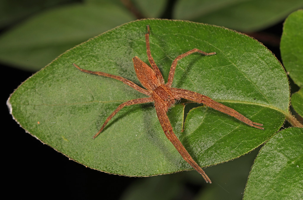 American Nursery Web Spider