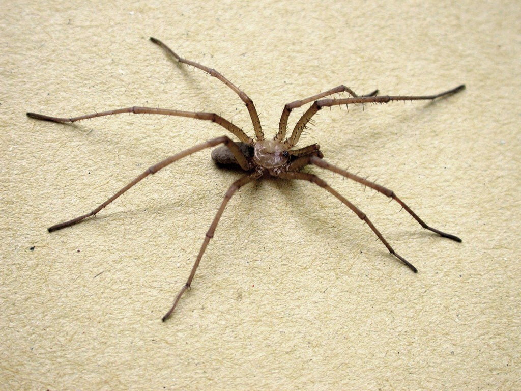 Arizona Brown Spider