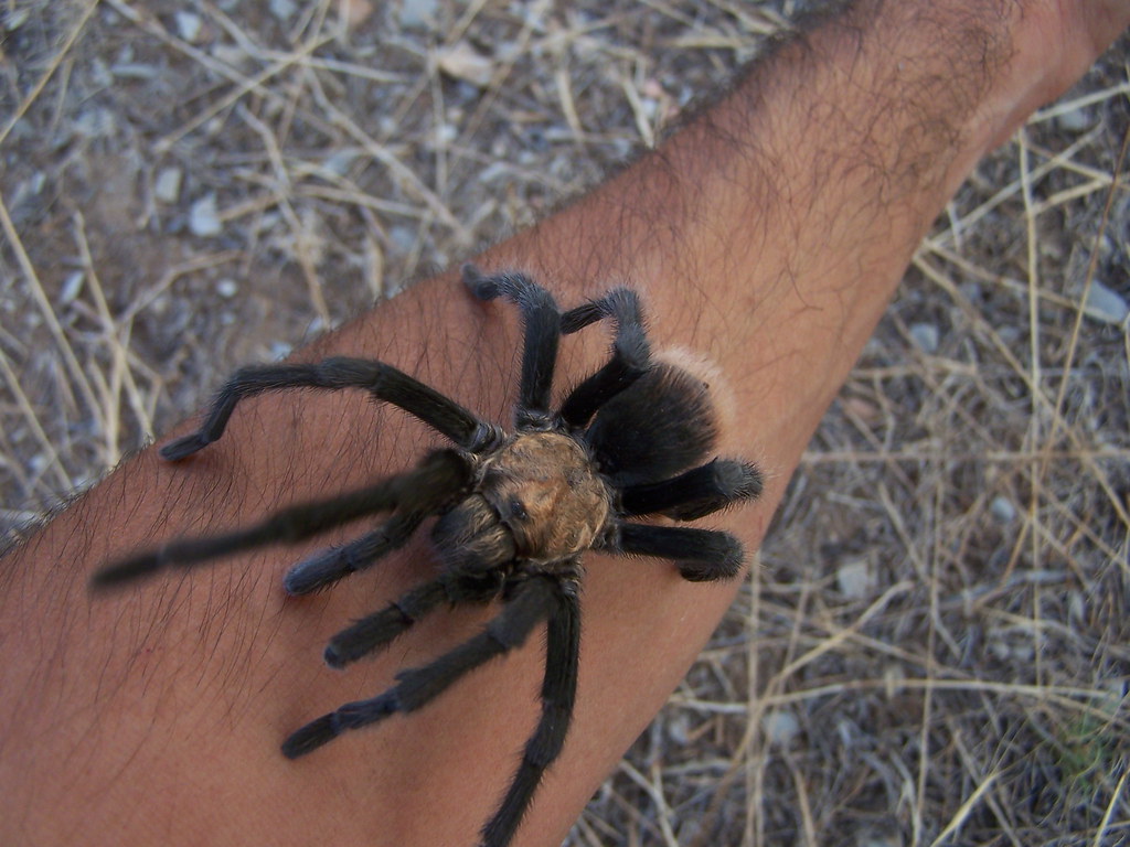 Brown tarantula spider