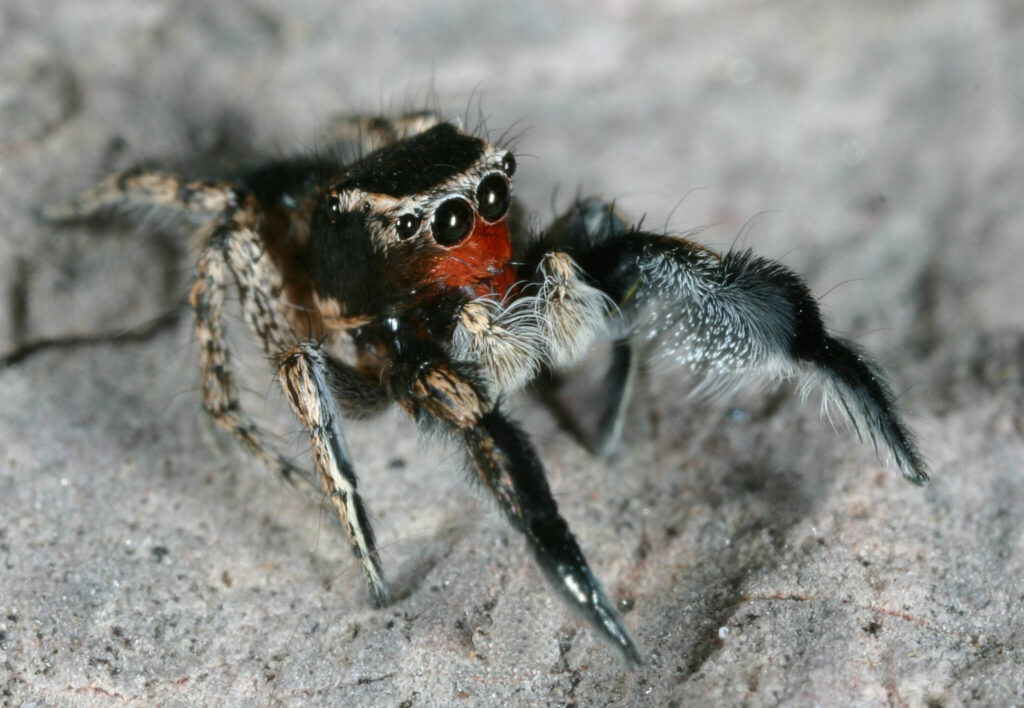 Hirsute Paradise Spider
