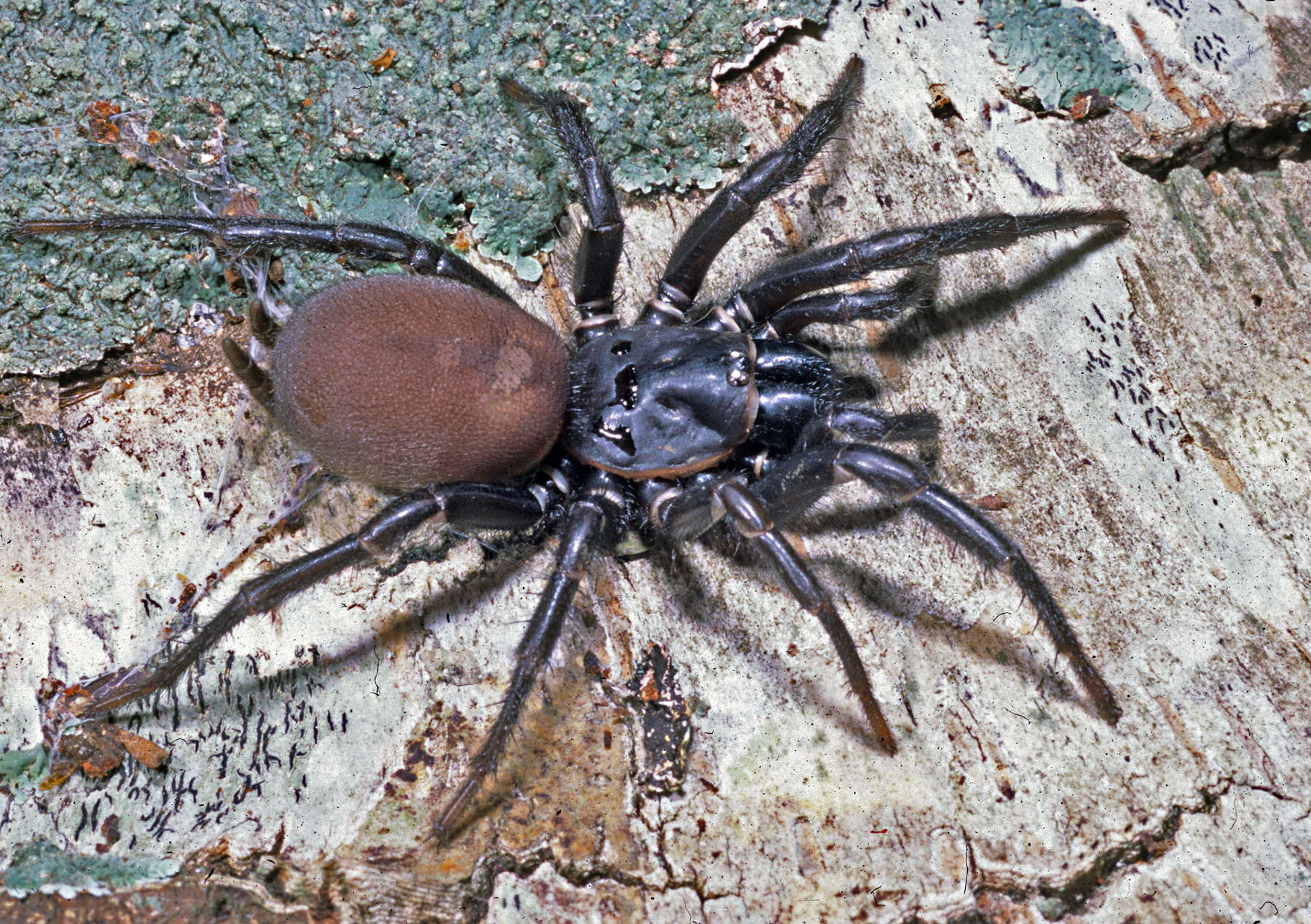 Pacific Folding-Door Spider