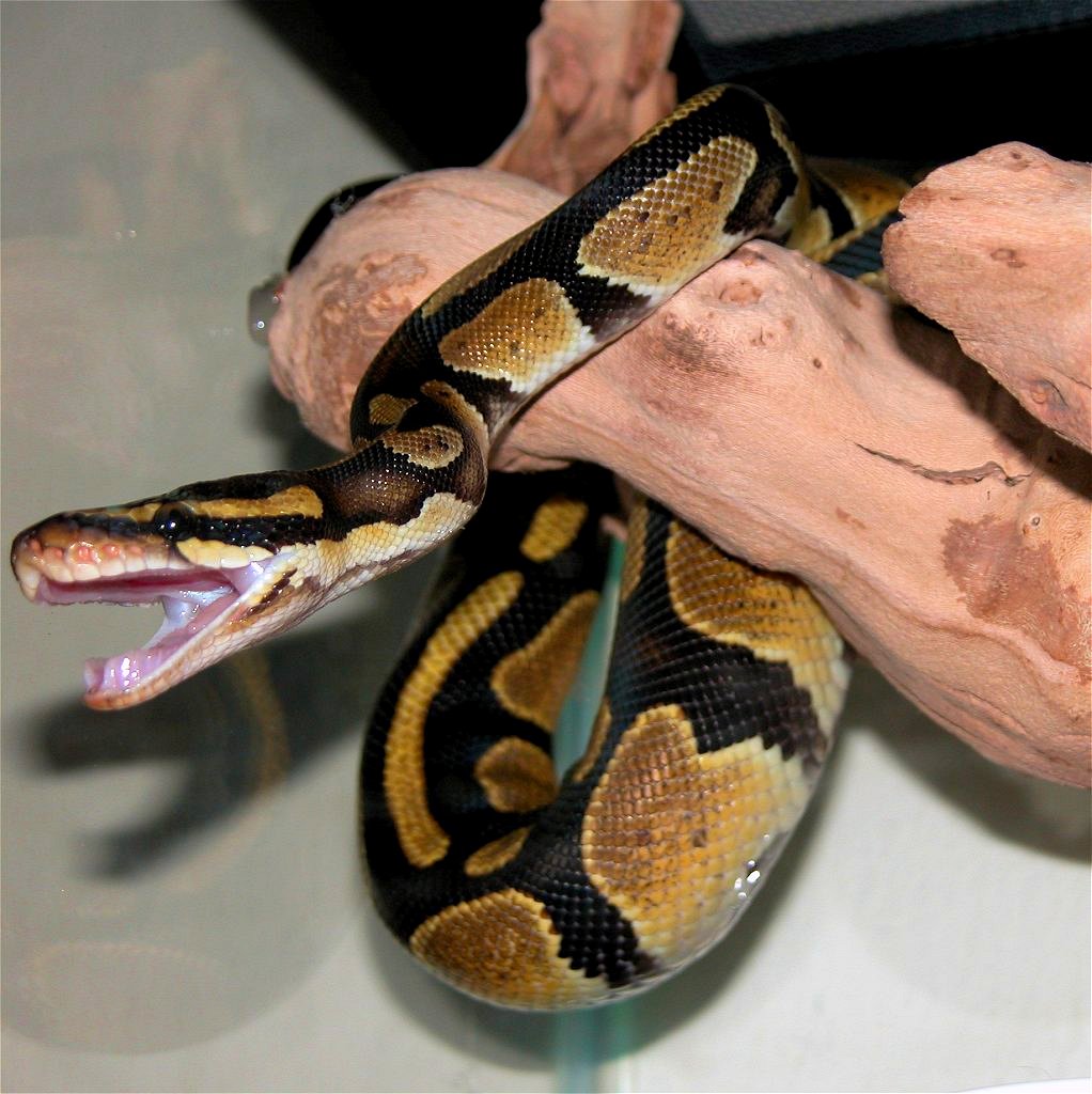 Ball python
