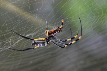 A colorful spider