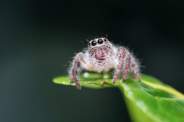 A cute jumping spider