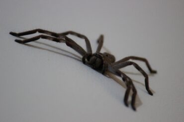 Huntsman spider in Florida
