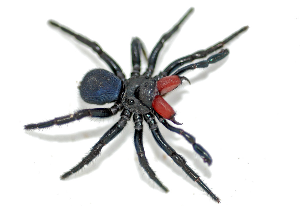 Mouse spider